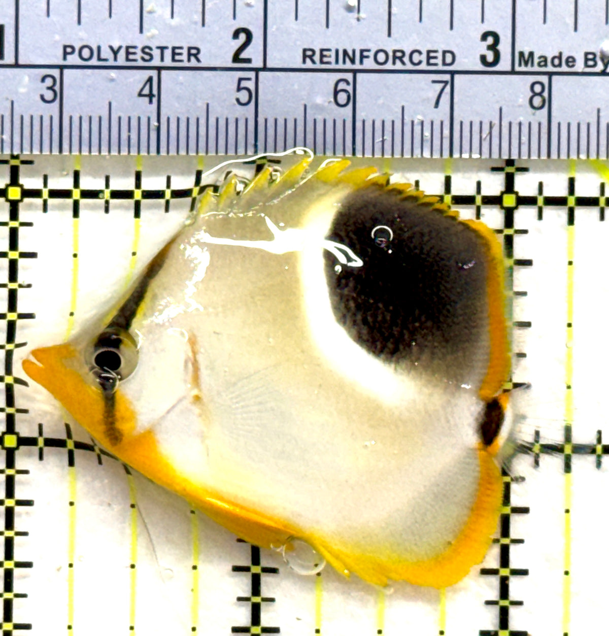 Saddleback Butterflyfish SB091201 WYSIWYG Size: M 2.25" approx