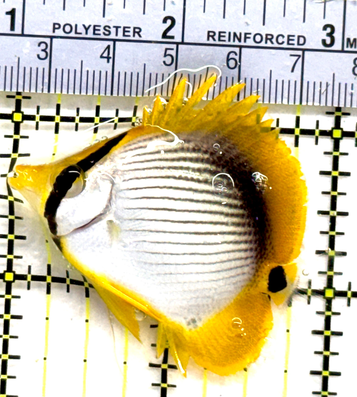 Blackback Butterflyfish BB091201 WYSIWYG Size: M 2” approx