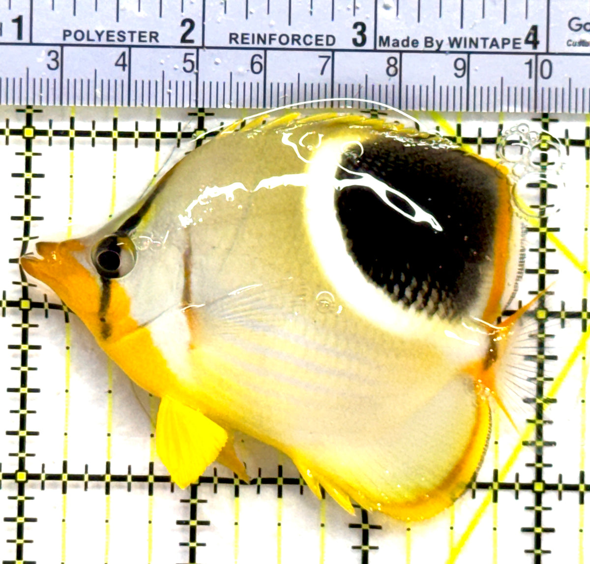 Saddleback Butterflyfish SB091202 WYSIWYG Size: L 3.25" approx