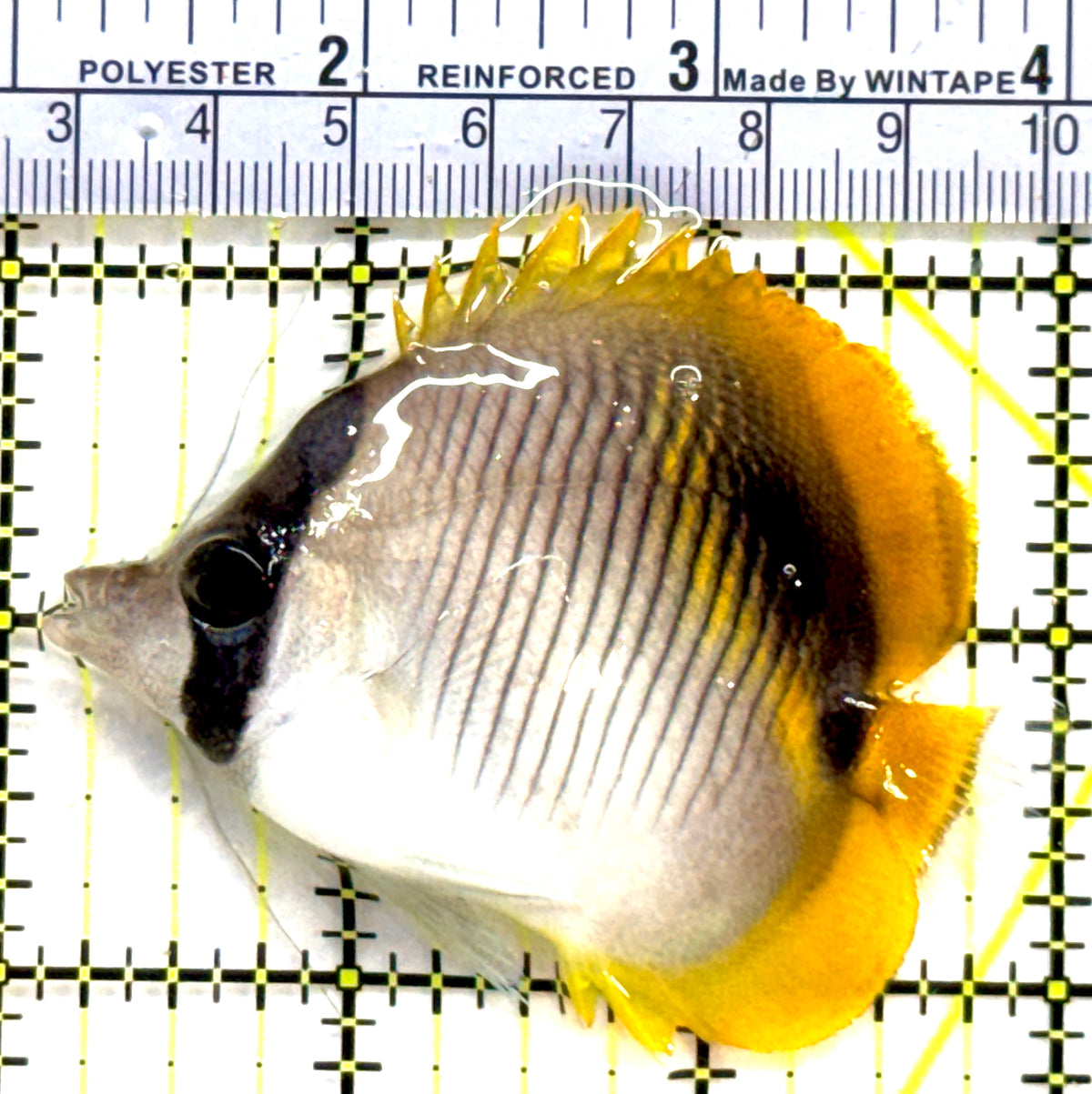 Lined Butterflyfish LB091401 WYSIWYG Size: 2.75" approx