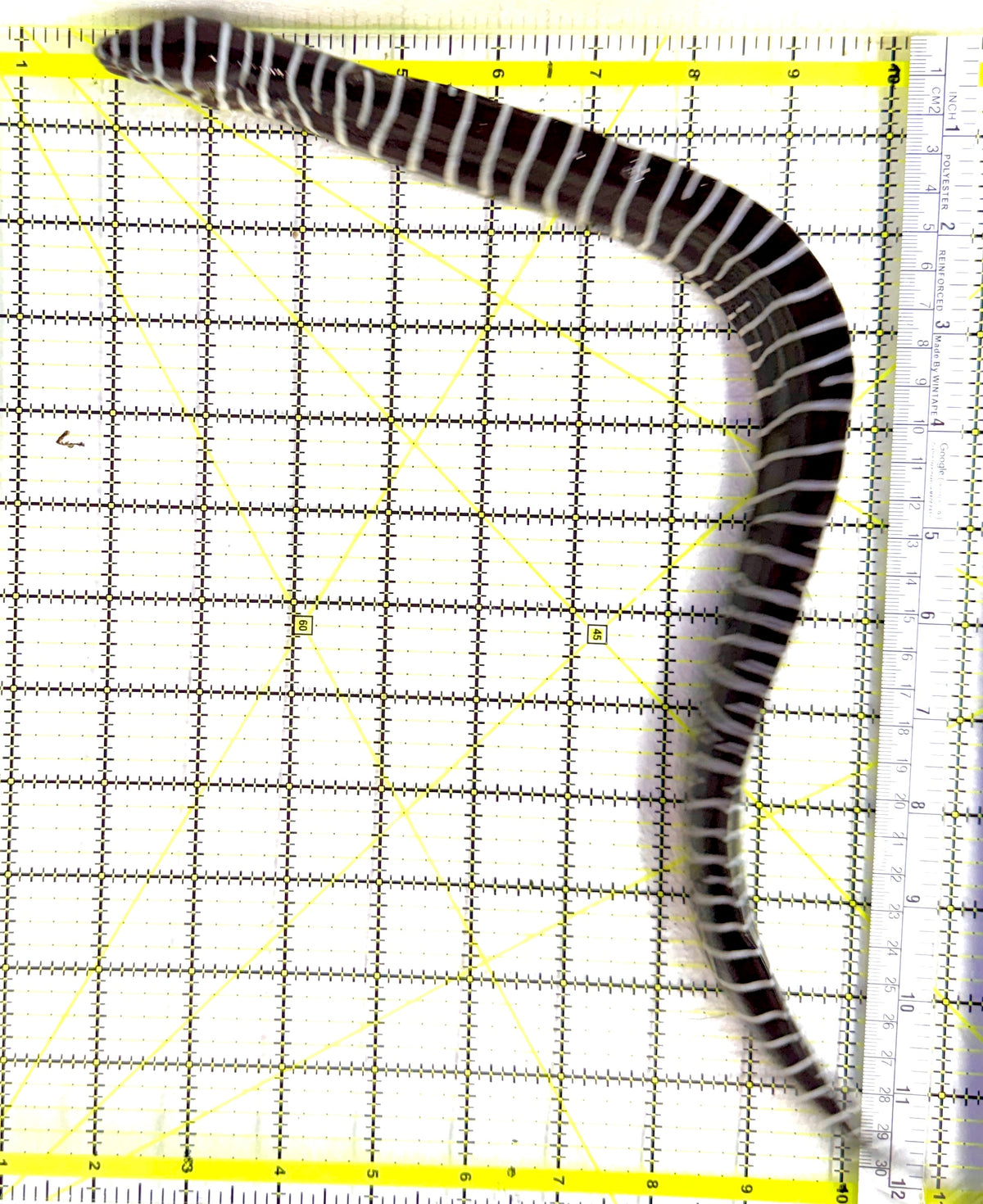 Zebra Moray Eel ZME091301 WYSIWYG Size: L 15" approx (Somewhat Thick in Diameter)