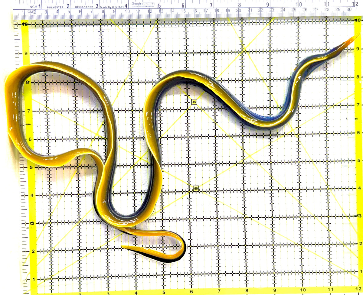 Blue Ribbon Eel BRE091401 WYSIWYG Size: M 25" approx