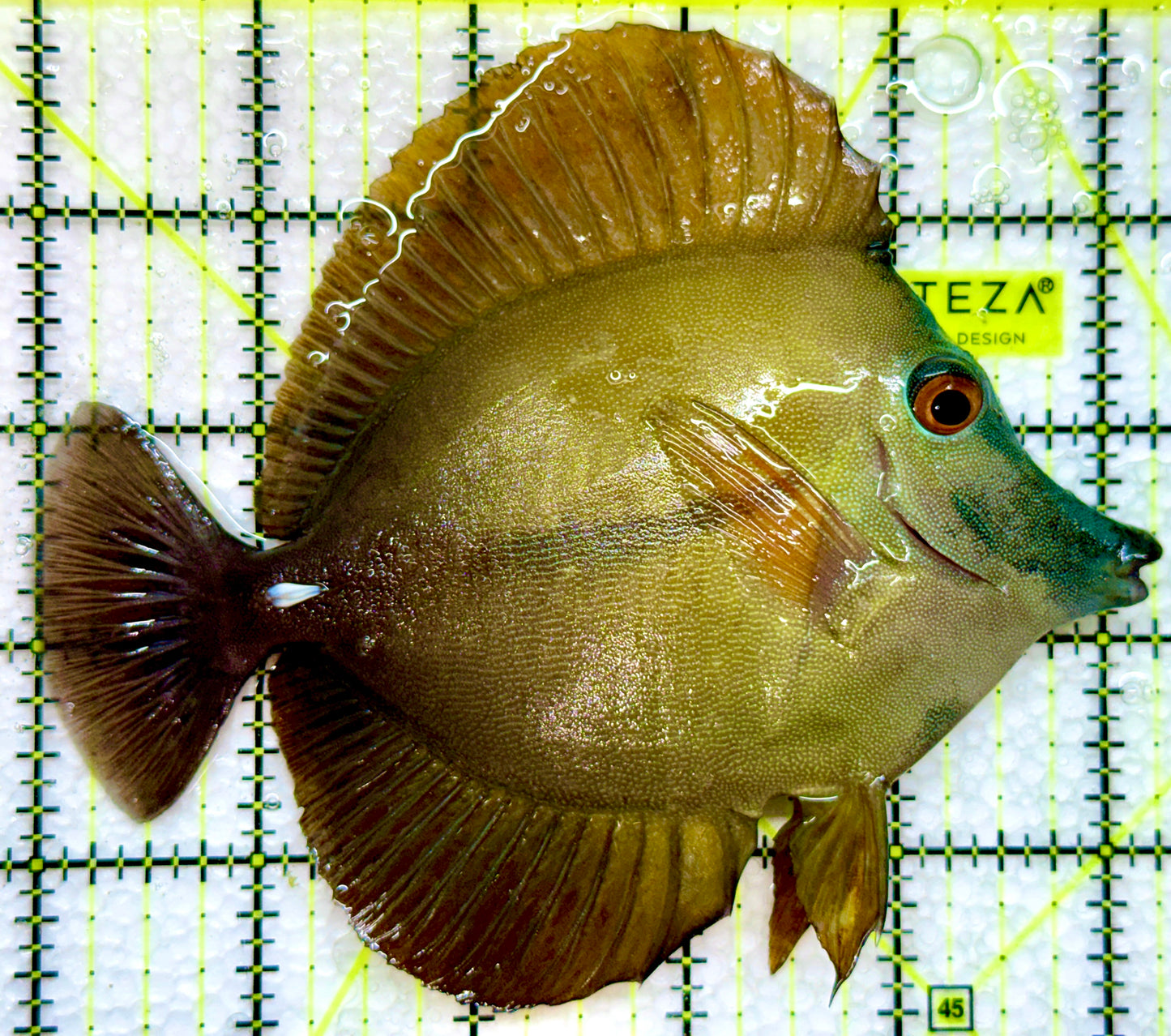 Rare Koi Scopas Tang RKS091303 WYSIWYG Size: 5.25"