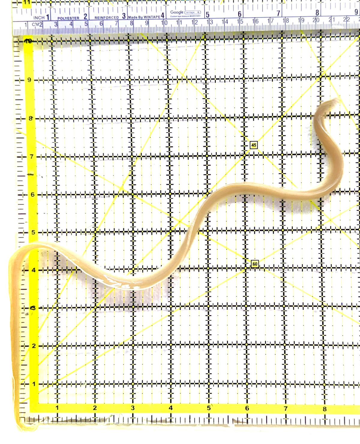 White Ribbon Eel WRE091302 WYSIWYG Size: M 15" approx