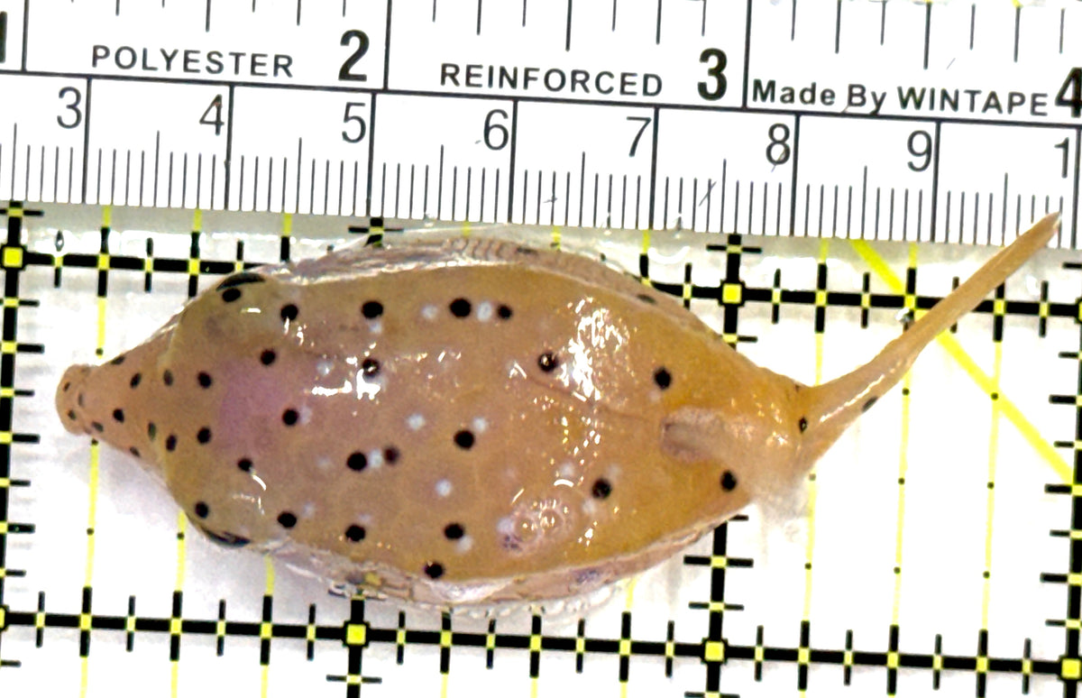 Yellow Polka Dot Boxfish YPDB091501 WYSIWYG Size: M 3" approx