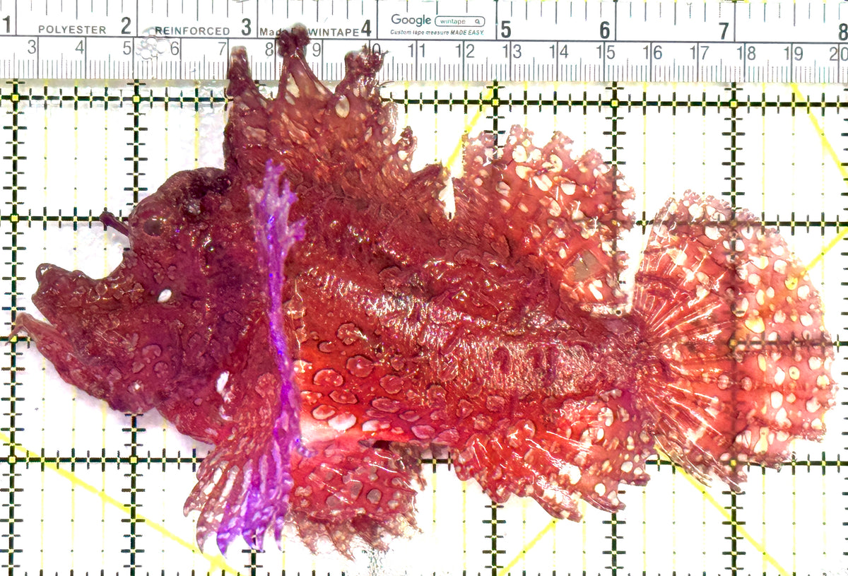 Red Frilly Weedy Rhinopias Fish RFWRF091401 WYSIWYG Size: XL 6.75" approx
