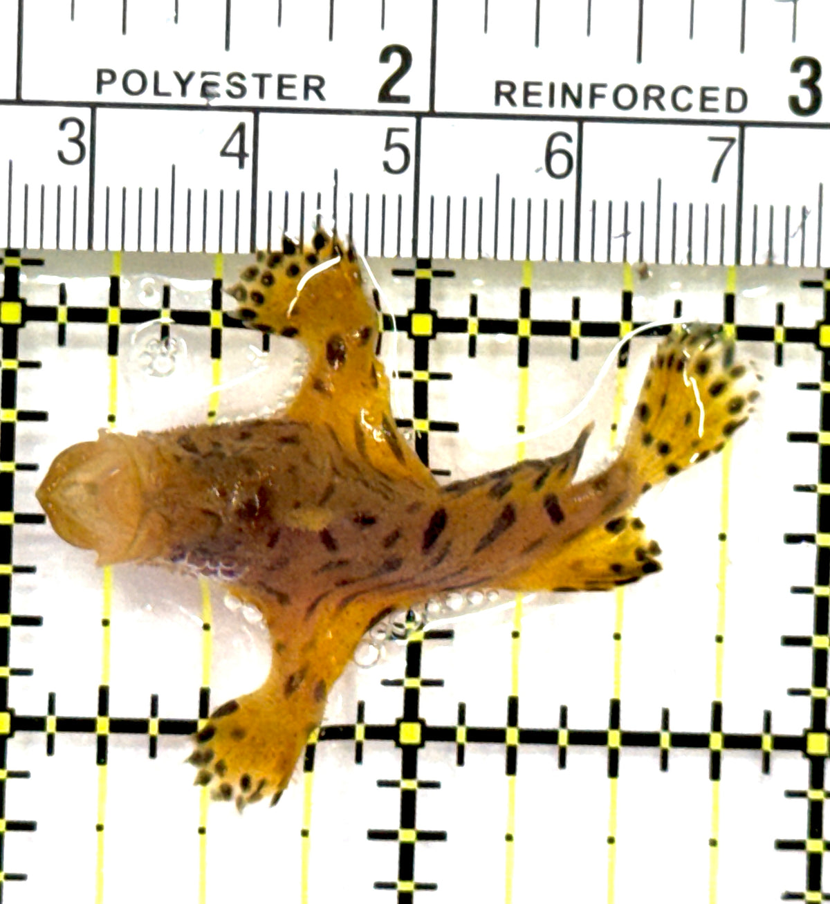 Shaggy Angler SA091301 WYSIWYG Size: S 2" approx