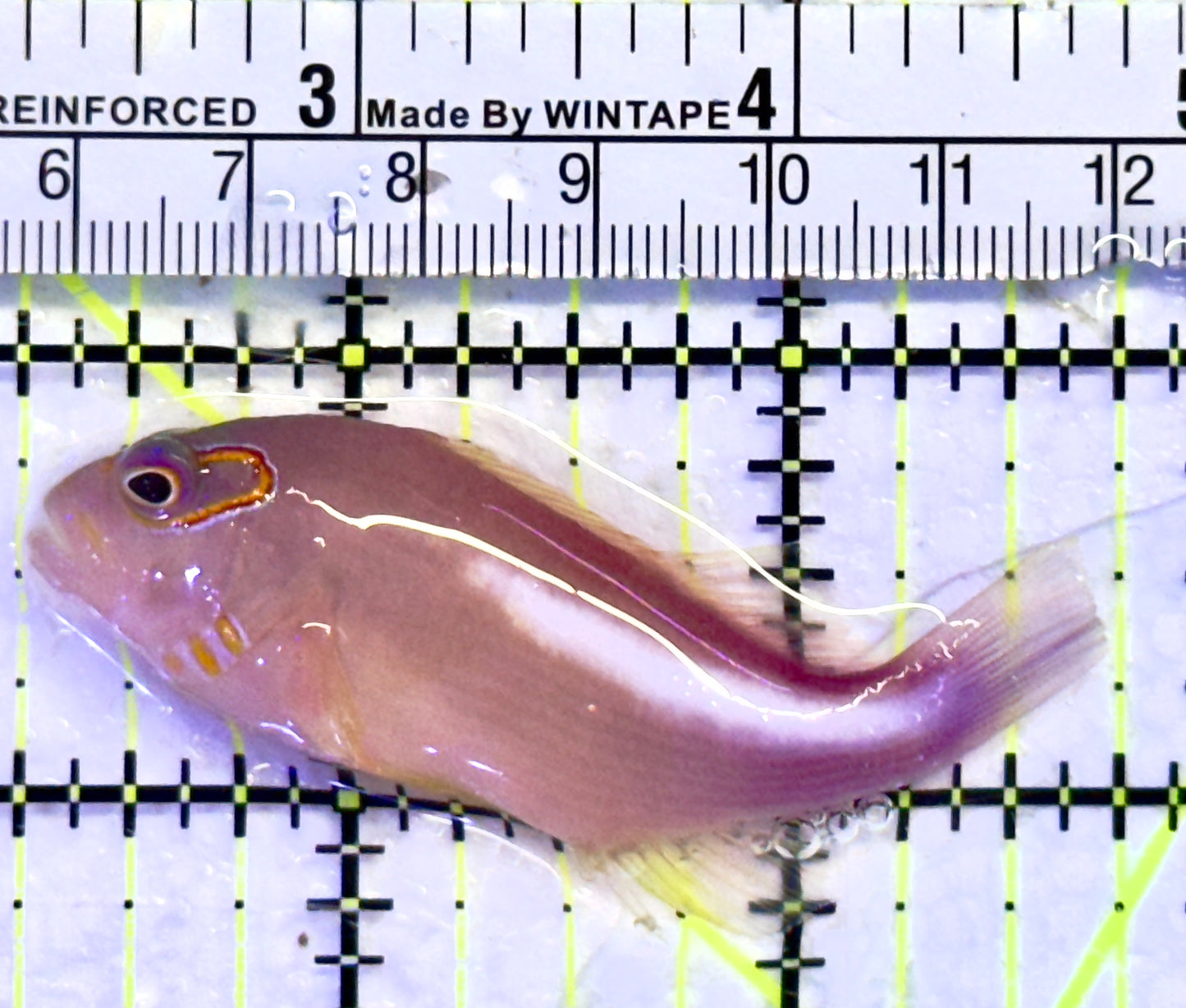 Arc-Eye Hawkfish AEH071402 WYSIWYG Size: L 2.5"
