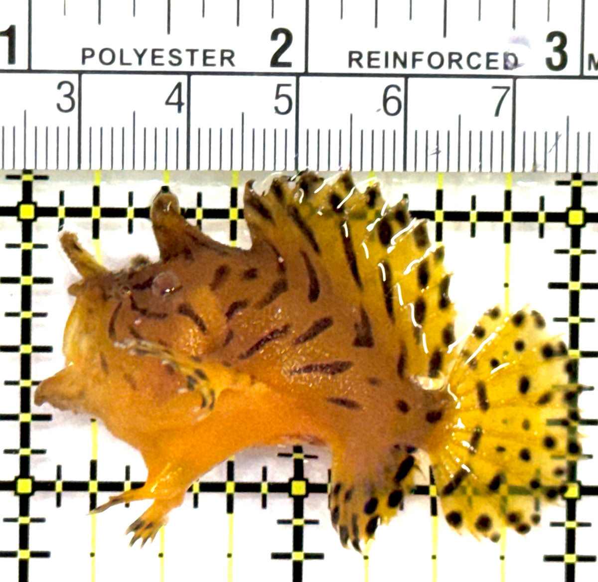 Shaggy Angler SA091302 WYSIWYG Size: S 2" approx