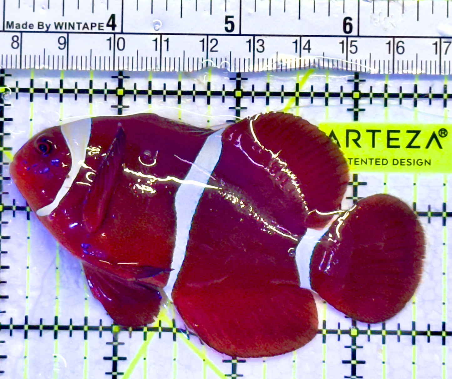 White Stripe Maroon Clownfish WMC071402 WYSIWYG Size: L 3.5"