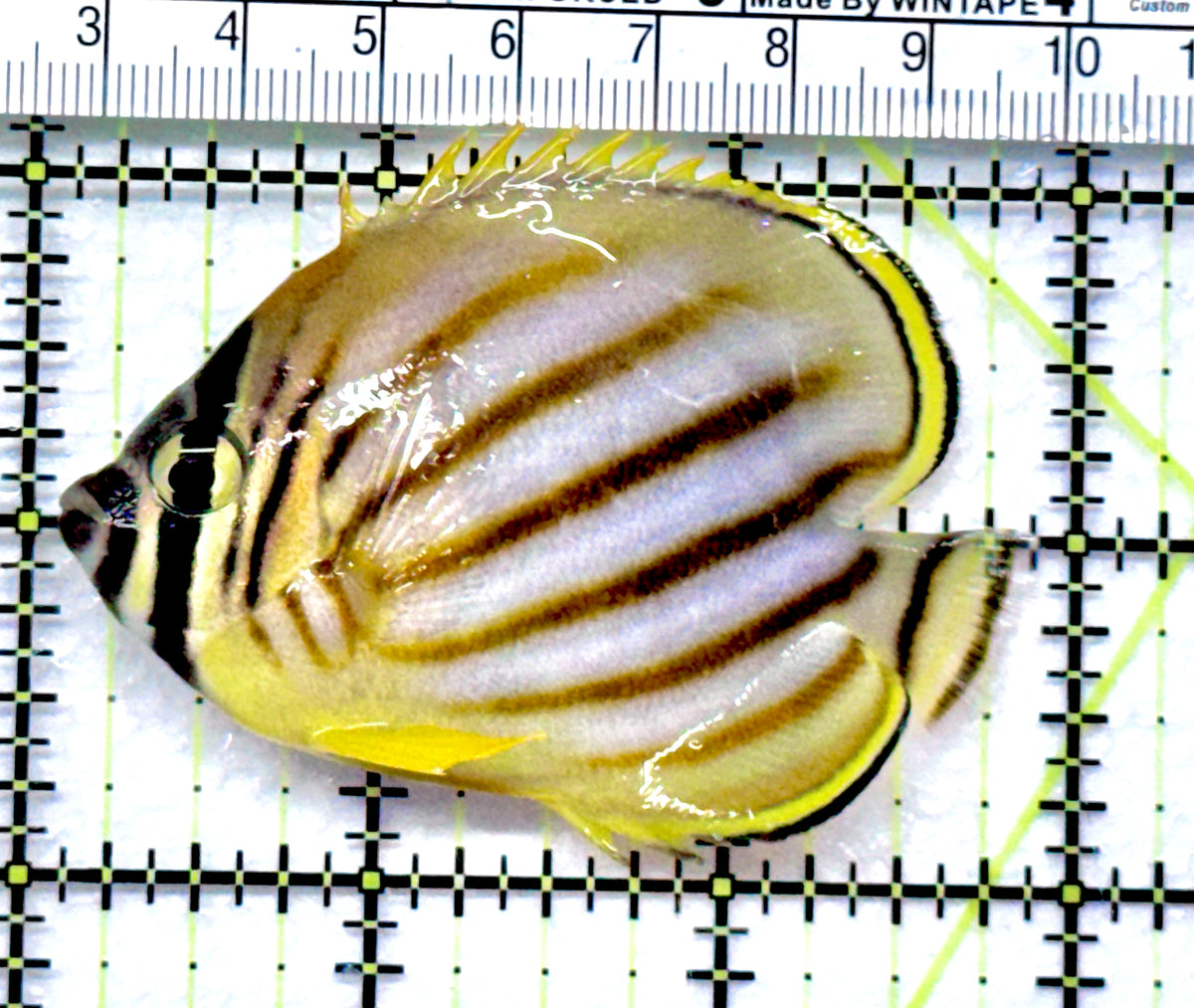 Ornate Butterflyfish OB092001 WYSIWYG Size: M 3" approx