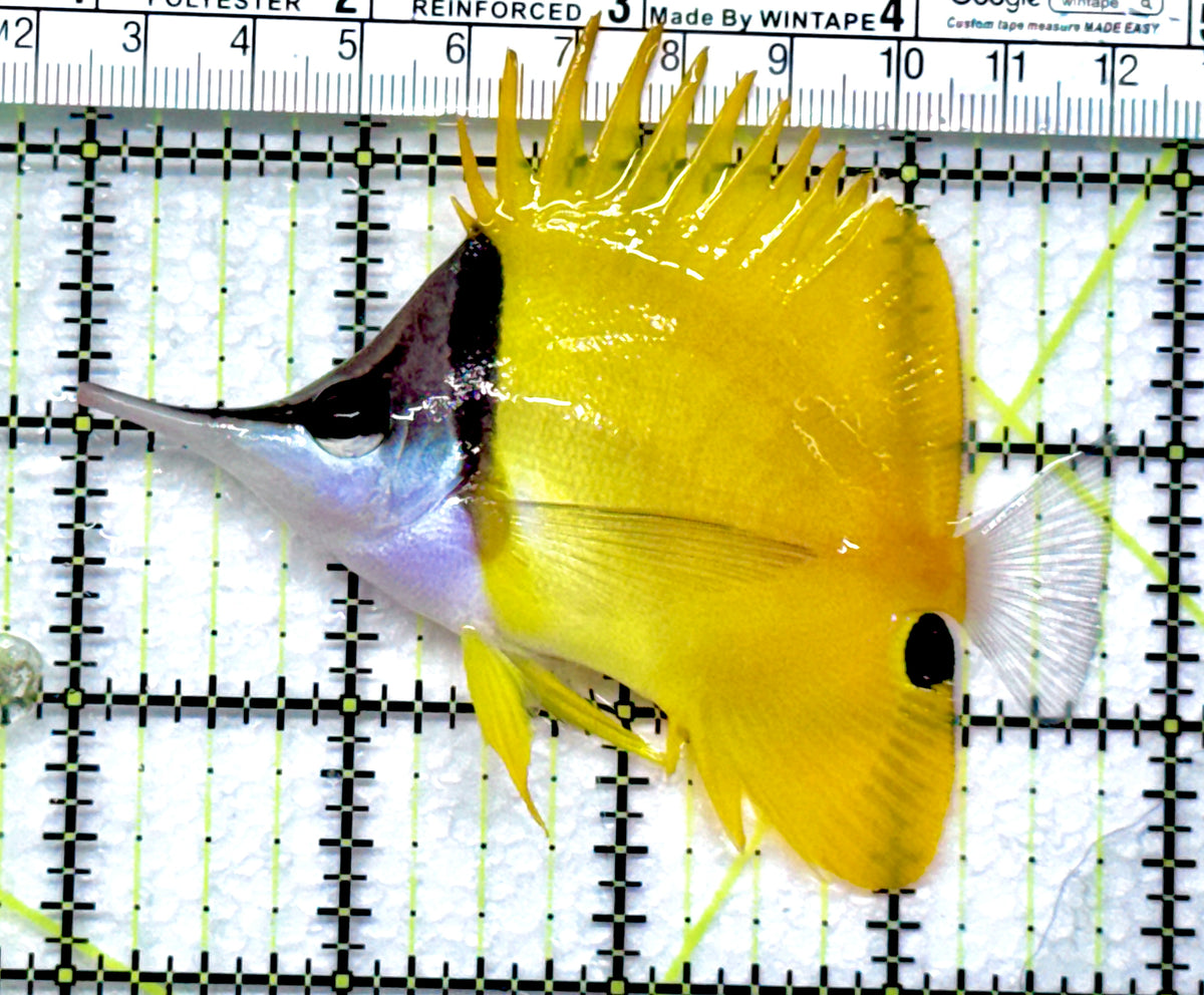 Yellow Longnose Butterflyfish YLB092001 WYSIWYG Size: L 3.75" approx