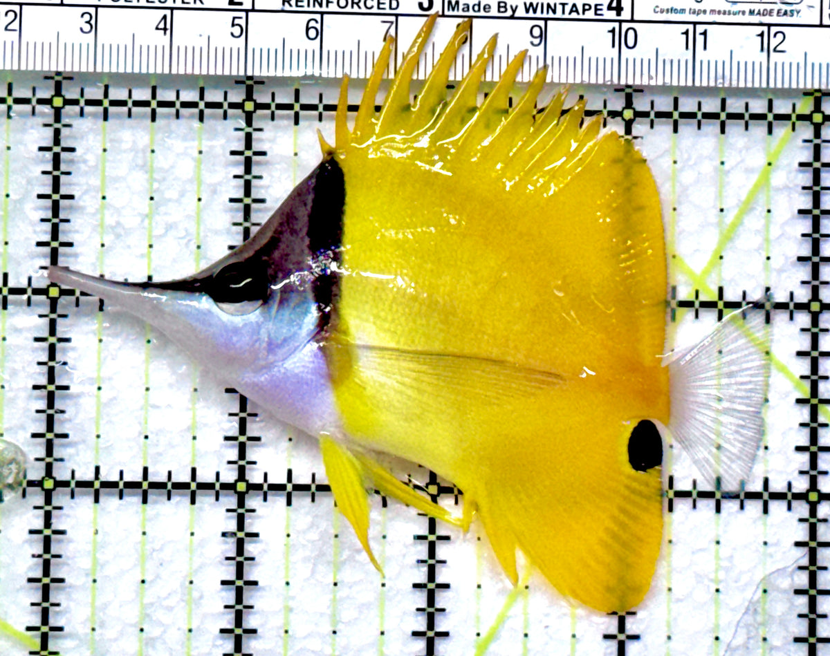 Yellow Longnose Butterflyfish YLB092002 WYSIWYG Size: L 3.75" approx