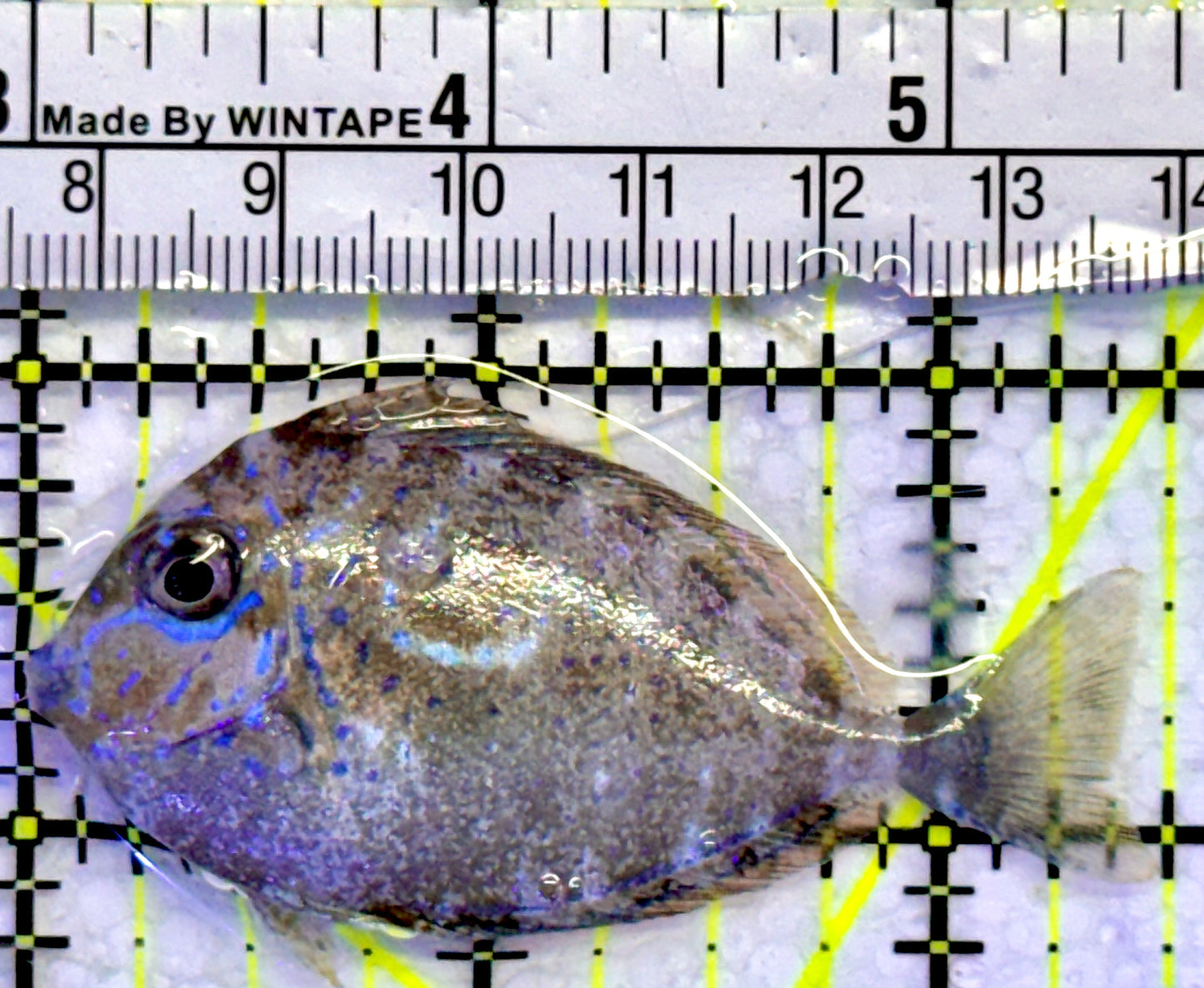 Vlamingi Unicorn Tang VUT071401 WYSIWYG Size: S 2.5"