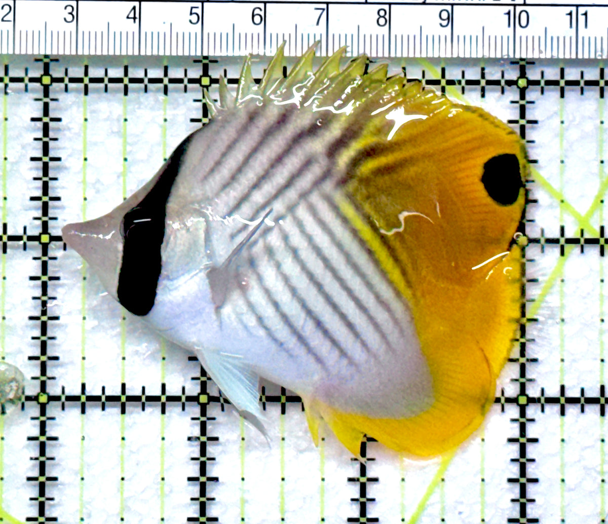 Auriga Butterflyfish AB092001 WYSIWYG Size: L 3.25"approx