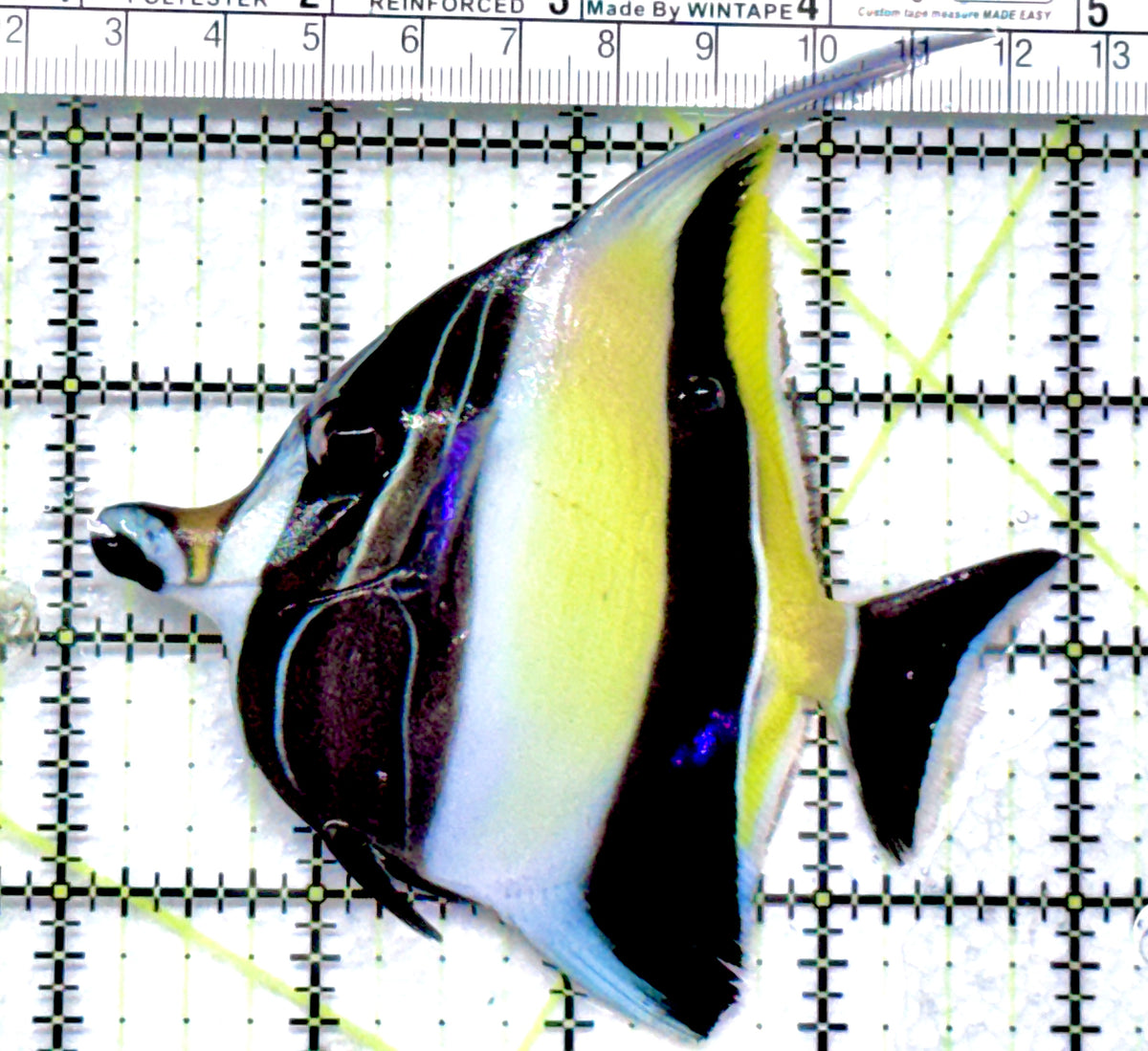 Moorish Idol MI092001 WYSIWYG Size: ML 4" approx