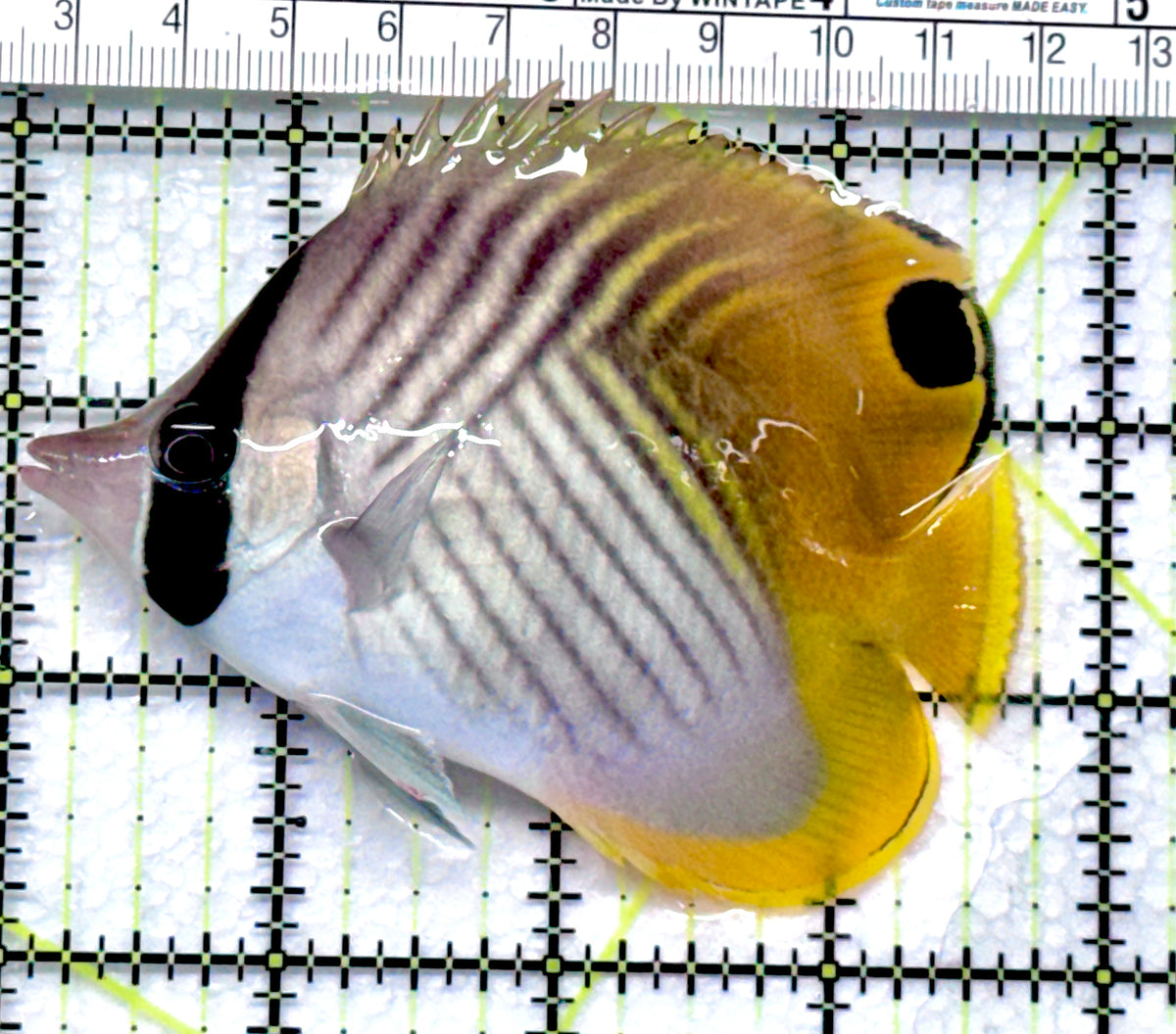 Auriga Butterflyfish AB092002 WYSIWYG Size: L 3.25"approx