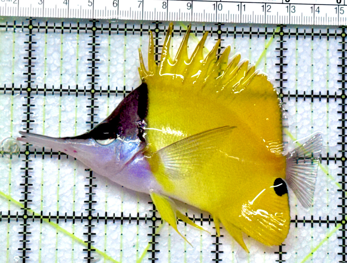 Yellow Longnose Butterflyfish YLB092001 WYSIWYG Size: XL 4.75"approx