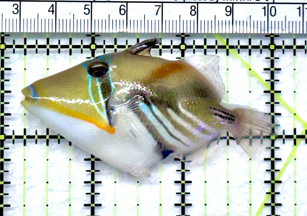 Humu Picasso Triggerfish HPT092001 WYSIWYG Size: M 2.75" approx