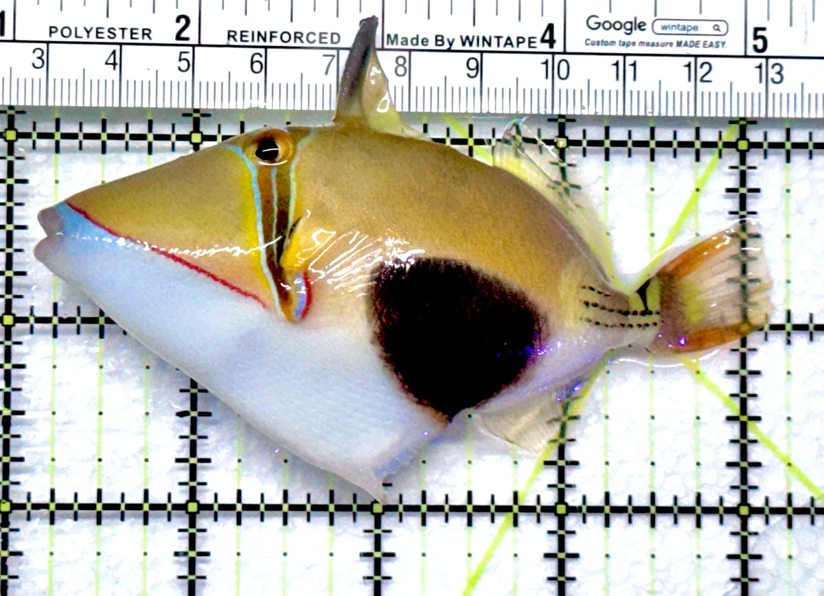 Bursa Triggerfish BT092001 WYSIWYG Size: ML 4" approx