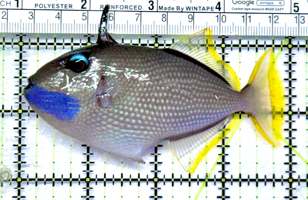 Male Blue Throat Triggerfish (Reefsafe) MBTT092001 WYSIWYG Size: ML 4" approx