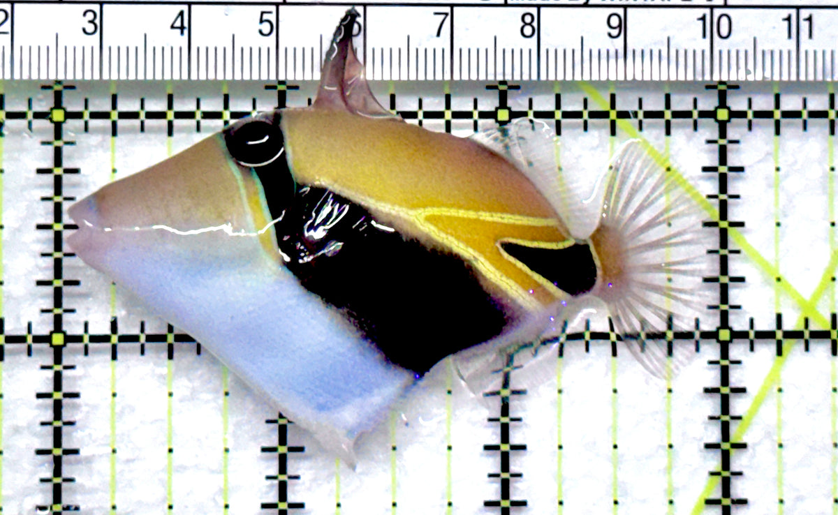 Rectangle Triggerfish RT092001 WYSIWYG Size: M 3" approx