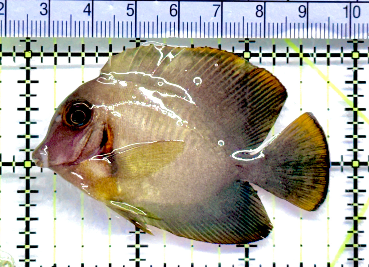 Chronixis Mimic Tang CMT092101 WYSIWYG Size: M 2.75" approx