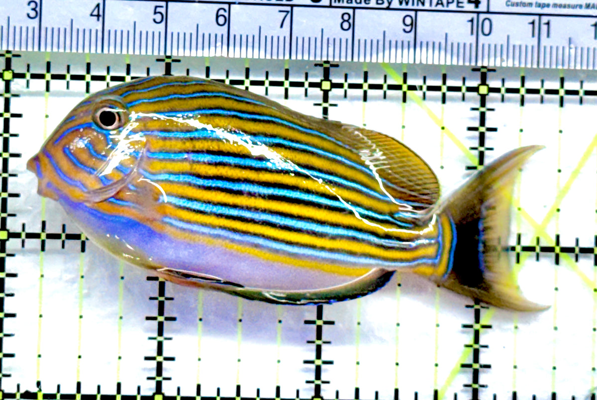 Clown Tang CT092001 WYSIWYG Size: M 3.25" approx