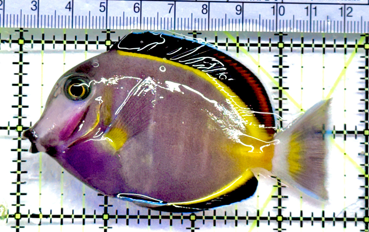 Powder Brown Tang PBT092001 WYSIWYG Size: L 3.5" approx