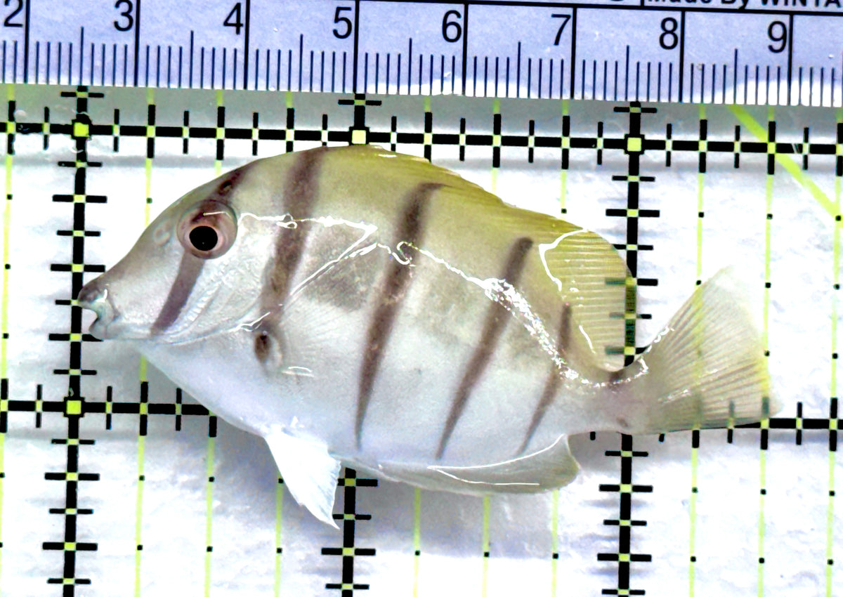 Convict Tang CT092001 WYSIWYG Size: M 2.5" approx