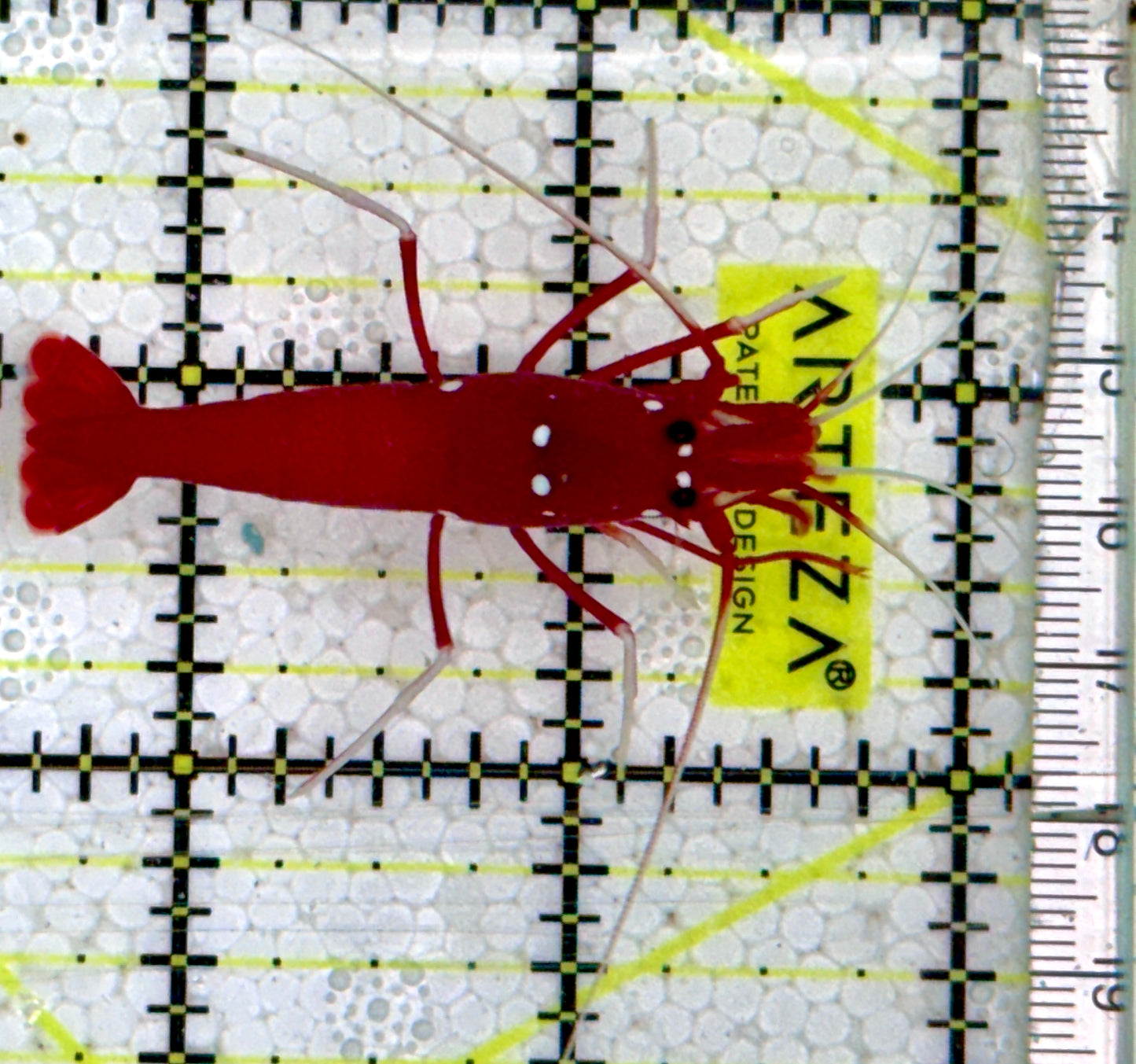 Fire Shrimp FS091601 WYSIWYG Size: XXL/SHOW 2.5"