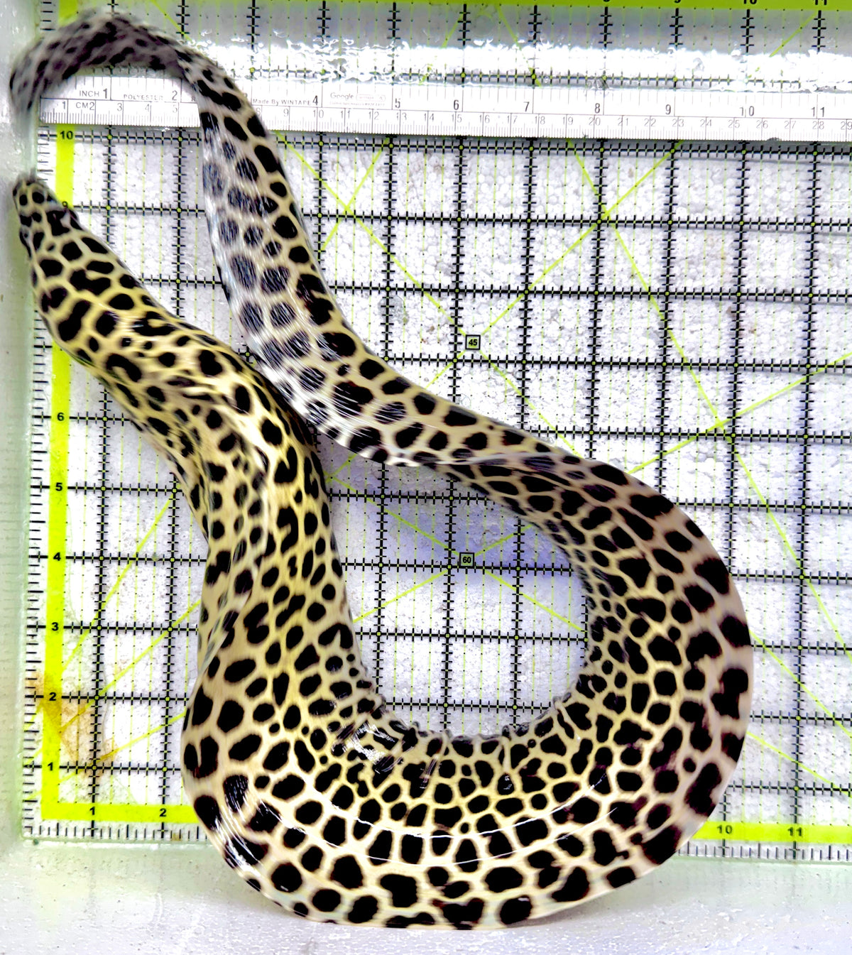 Tessellata Eel TE092101 WYSIWYG Size: SHOW/XXL 20" approxand Above (Very Thick in Diameter Huge Specimen)