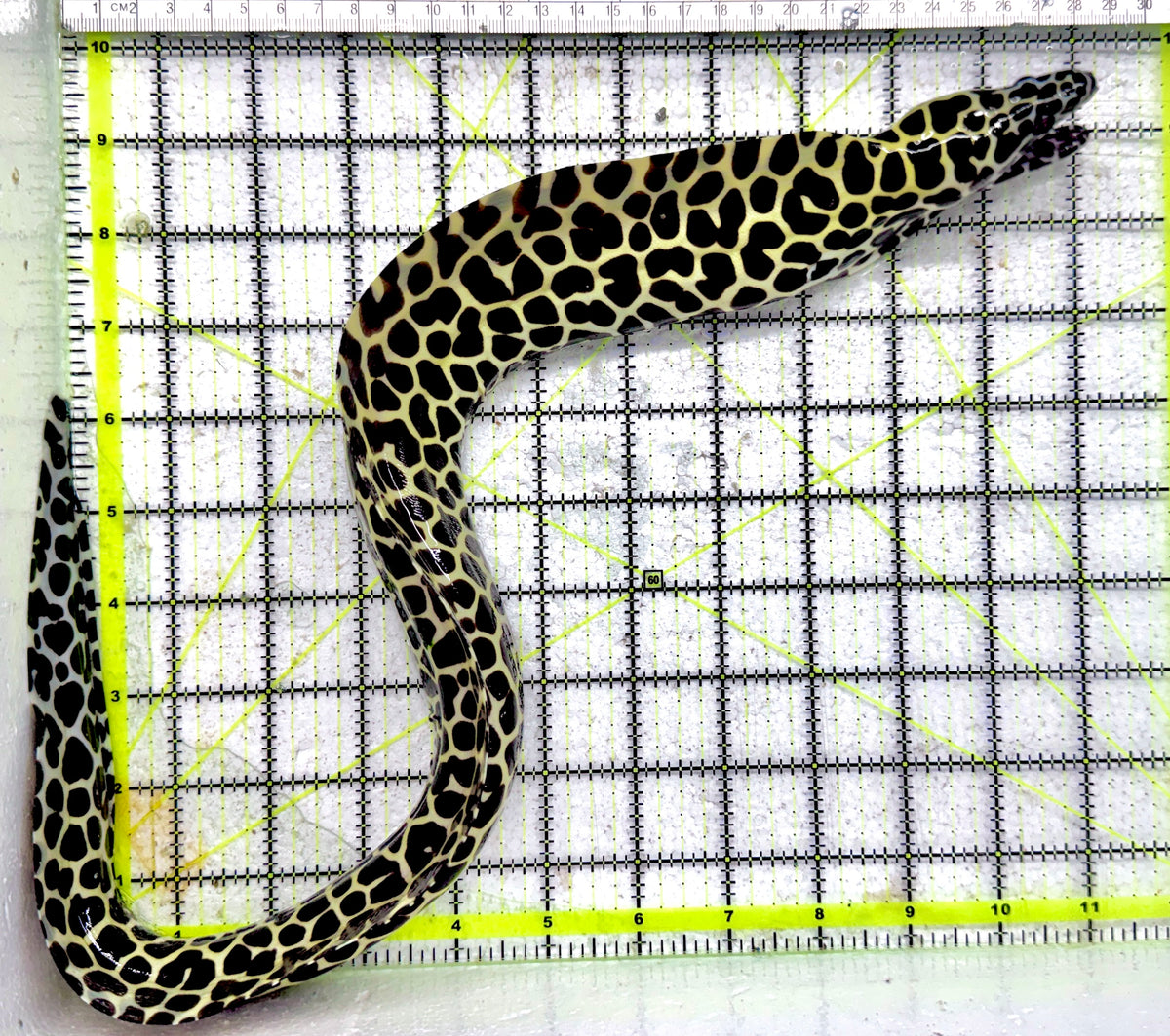 Tessellata Eel TE092101 WYSIWYG Size: SHOW/XXL 21" approxand Above (Very Thick in Diameter Huge Specimen)