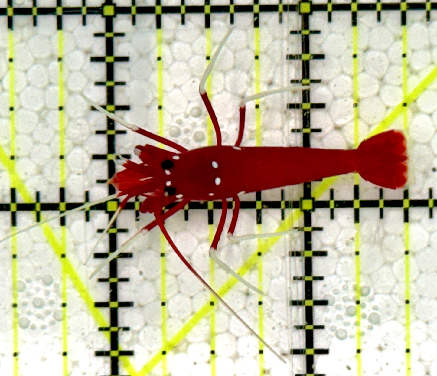 Fire Shrimp FS091602 WYSIWYG Size: L 1.5"