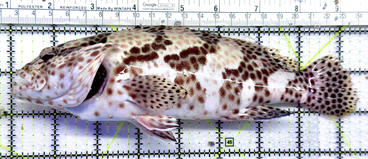 Multi Color Spotted Grouper/ Honeycomb Grouper MSG092101 WYSIWYG Size: XXXL 8.5" approx