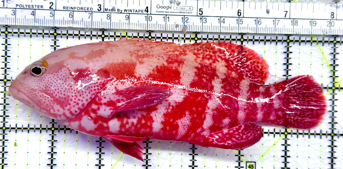 Strawberry Grouper SG092002 WYSIWYG Size: XL 7" approx