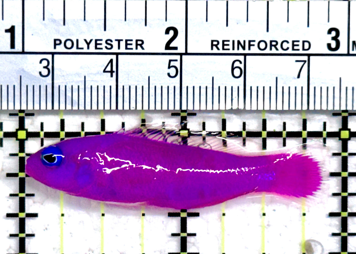 Strawberry Dottyback SD092101 WYSIWYG Size: 2" approx