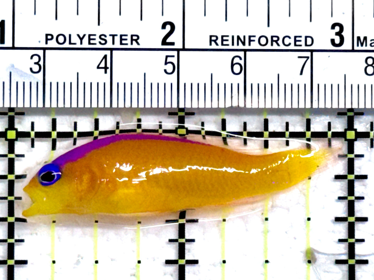 Diadem Dottyback DD092101 WYSIWYG Size: 2" approx