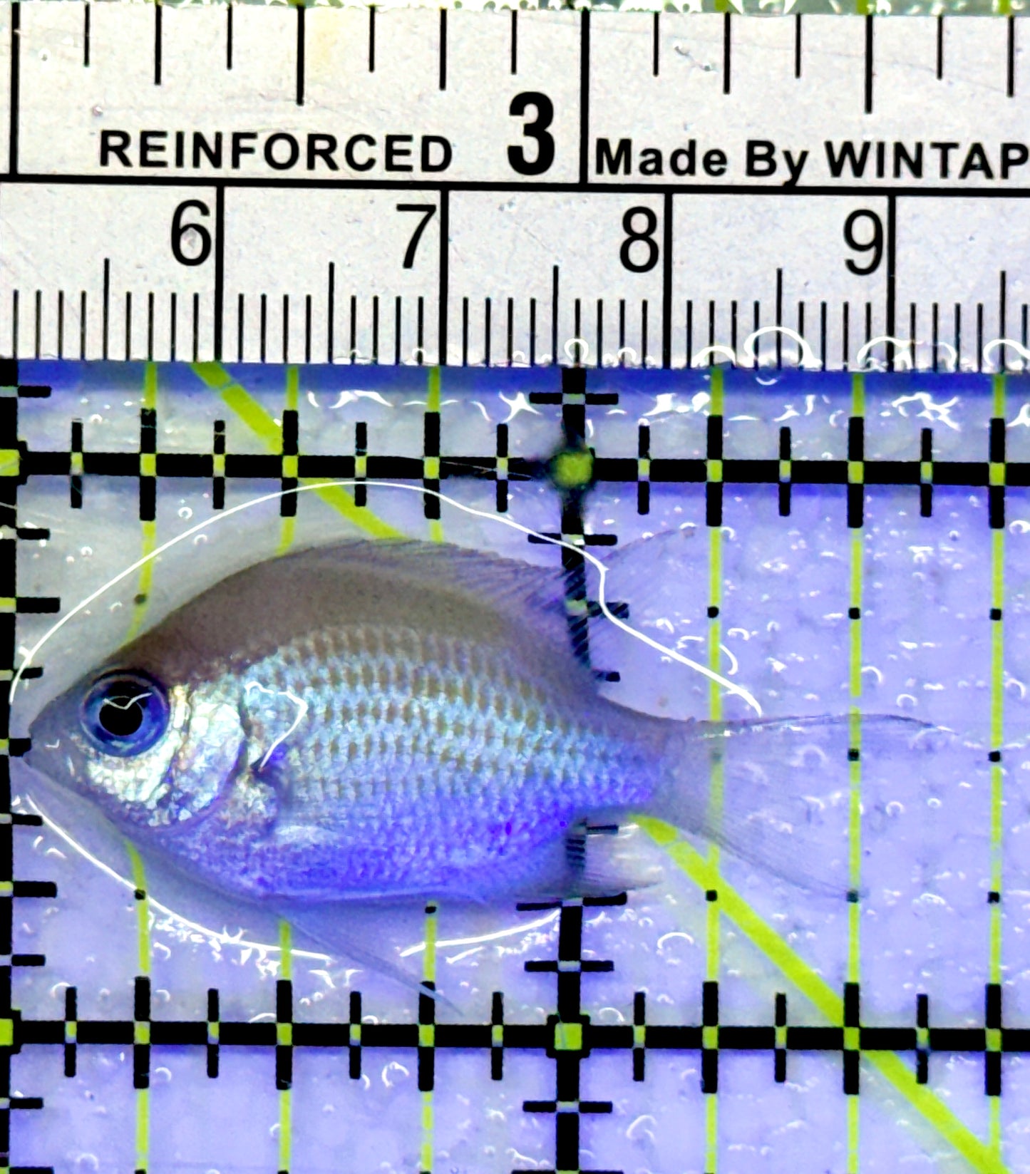 Green Chromis Fish GC071401 WYSIWYG Size: S 1.5"