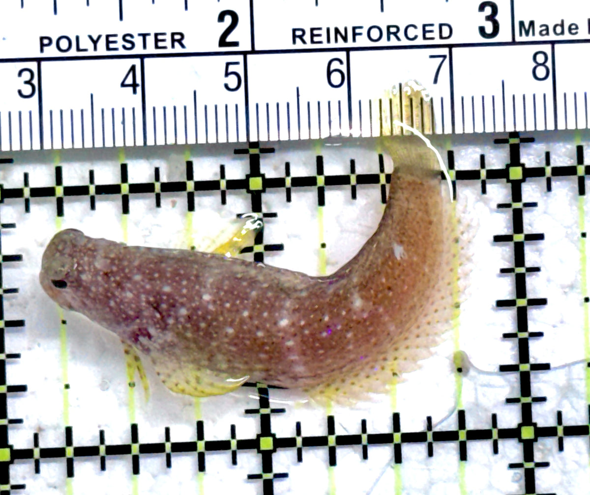 Starry Blenny SB092101 WYSIWYG Size: M 2.25" approx