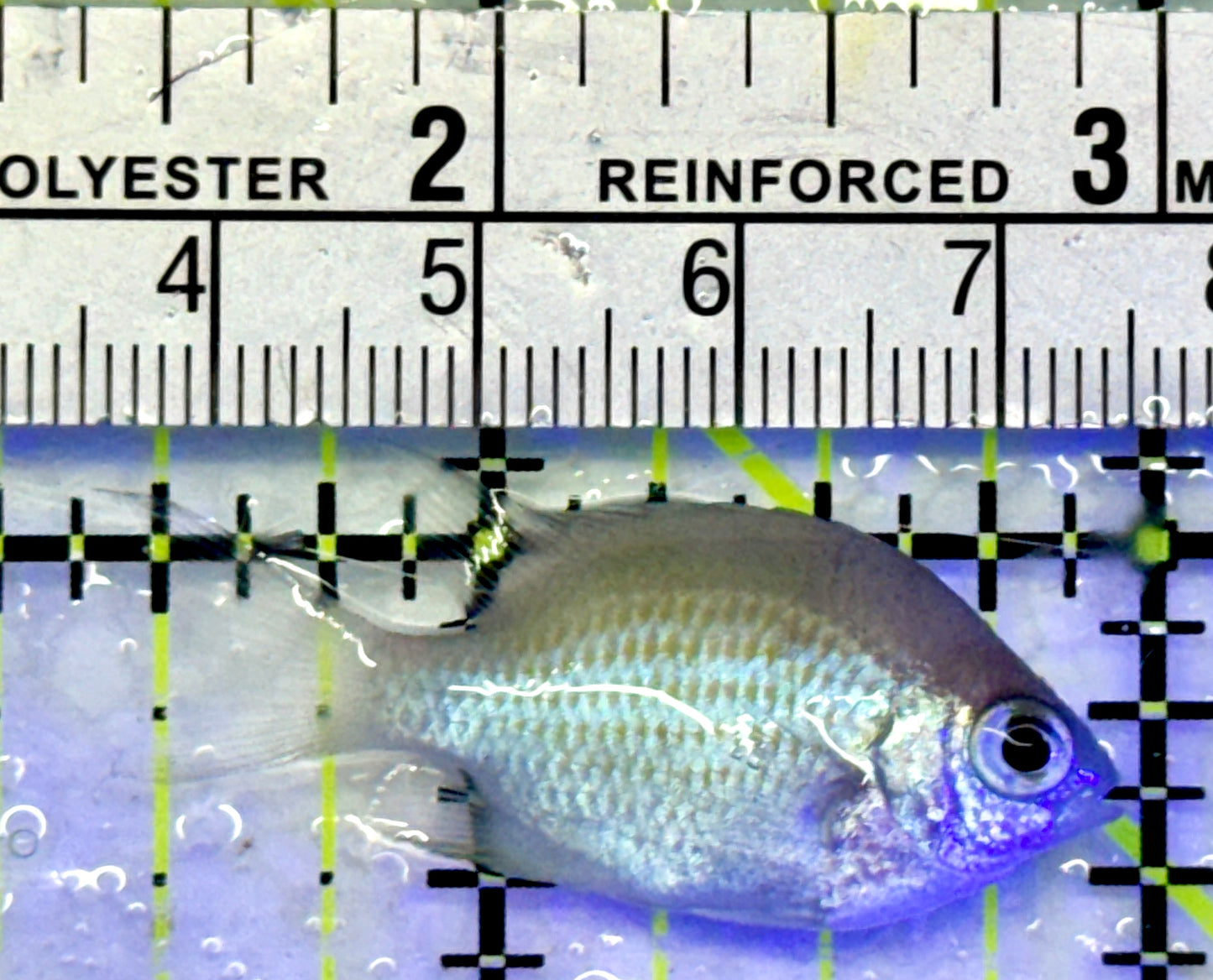 Green Chromis Fish GC071401 WYSIWYG Size: S 1.5"