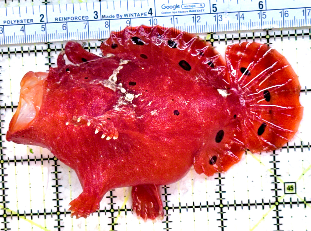 Red Warty Angler RWA092101 WYSIWYG Size: XXL 5.5" approx