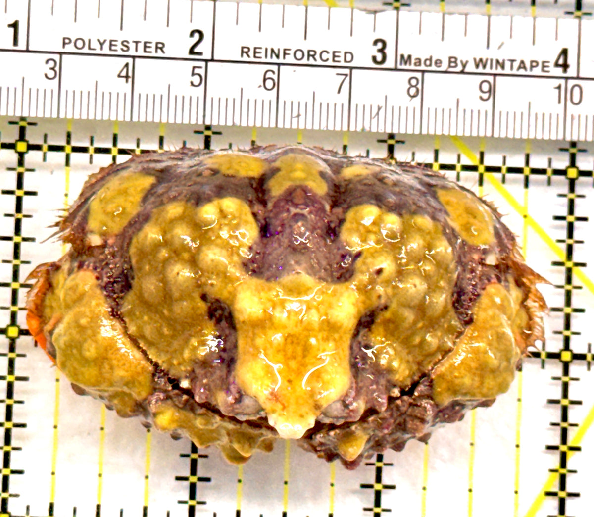 Pink and Yellow Warty Shame Face Crab (Species unknown) Size: 3" approx