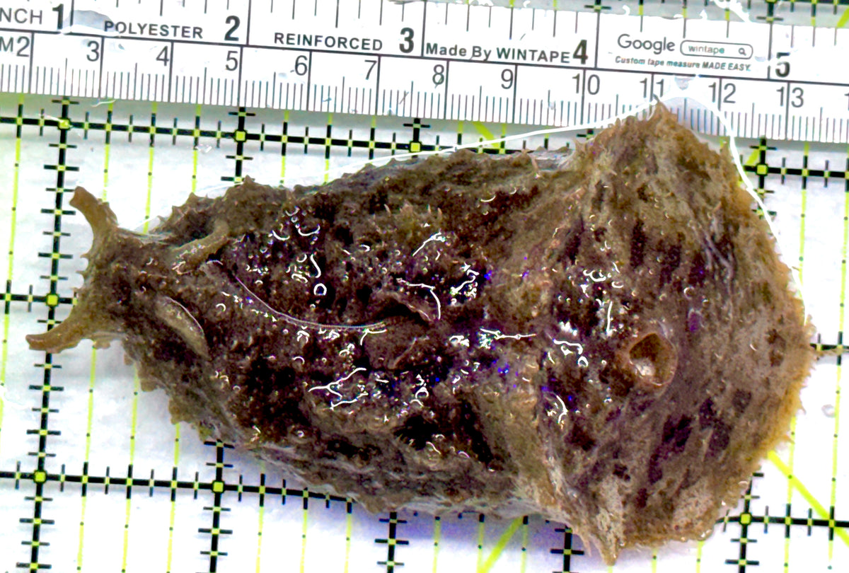 Sea Hare SH092102 WYSIWYG Size : L 4.25" approx