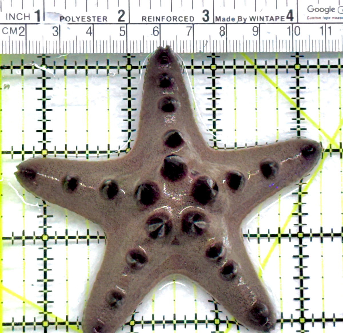 Chocolate Chip Starfish CCS092101 WYSIWYG Size: 3.5" approx
