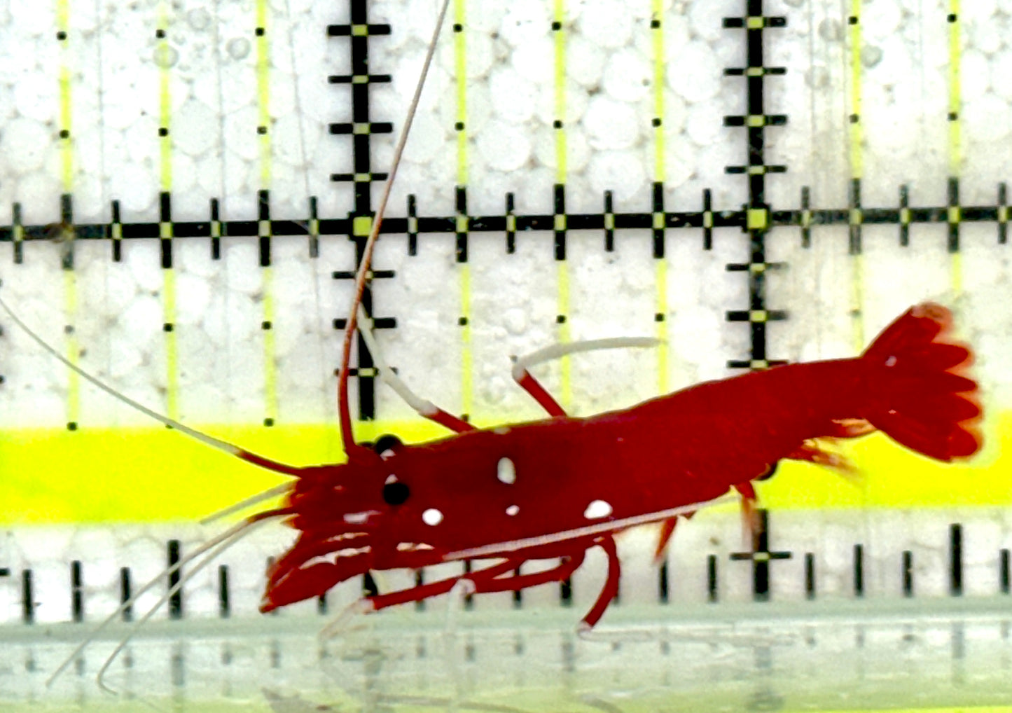 Fire Shrimp FS091604 WYSIWYG Size: XL 1.75"