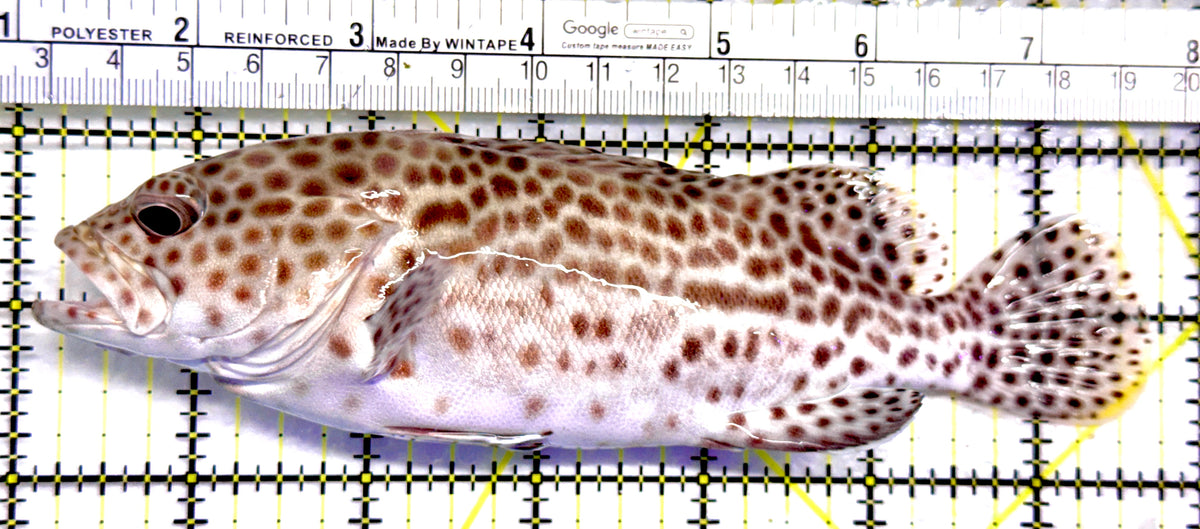 Multi Color Spotted Grouper/ Honeycomb Grouper MSG092102 WYSIWYG Size: XL 6.75" approx