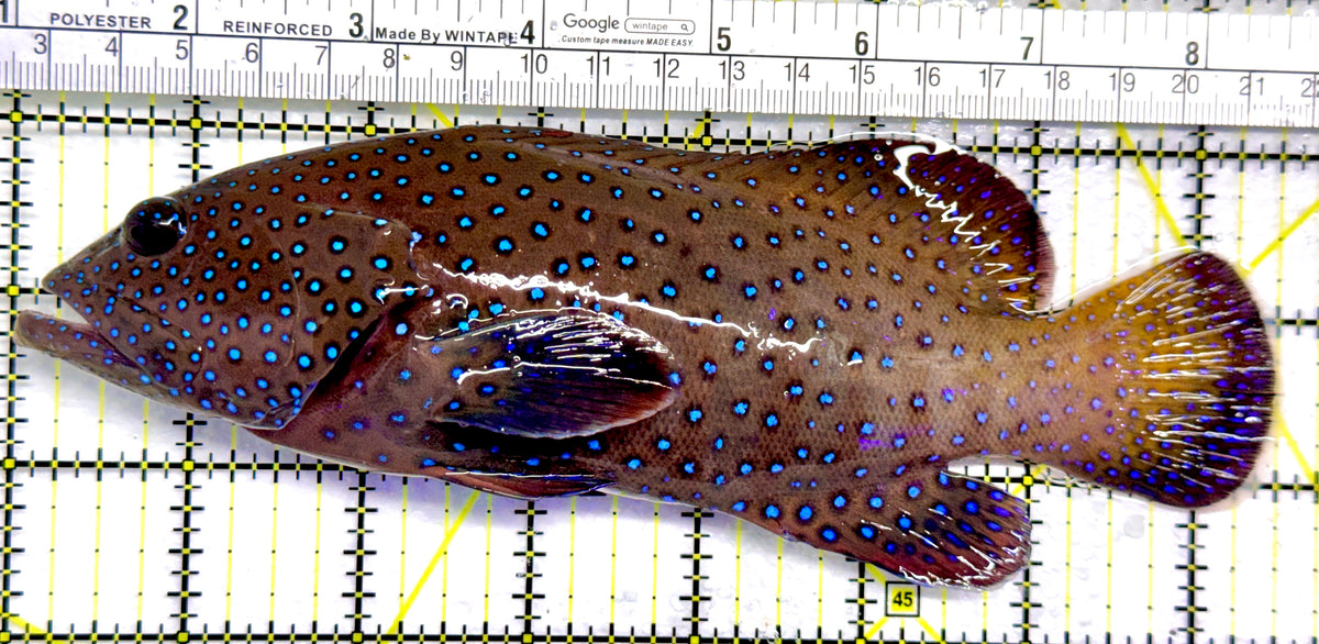 Argus Grouper AG092101 WYSIYWG Size: XL 7.5" approx