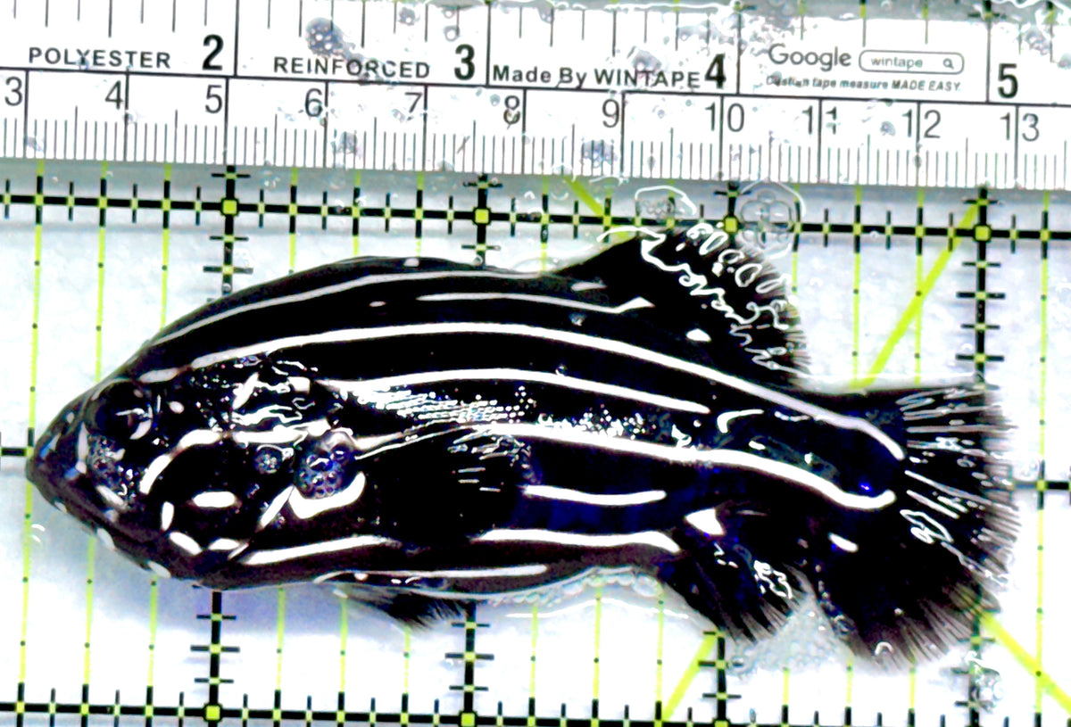 Six-Lined Soapfish SLS092101 WYSIWYG Size: ML 4" approx
