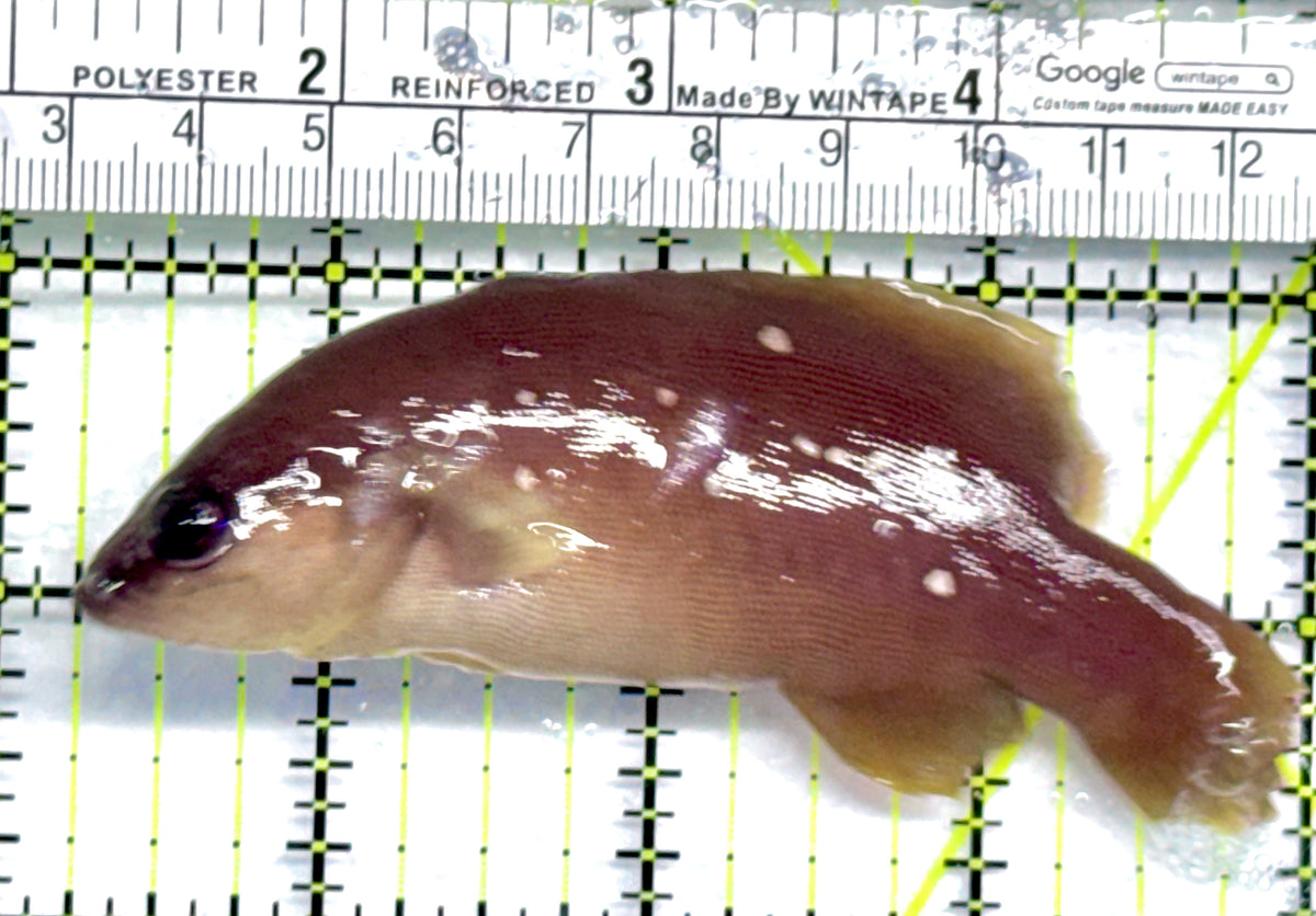 Greater Soapfish GS092101 WYSIWYG Size: 3.75" approx